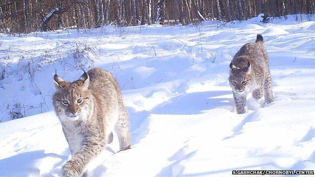 chernobyl tours free