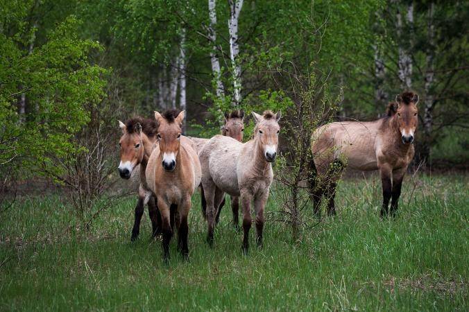 chernobyl tours free